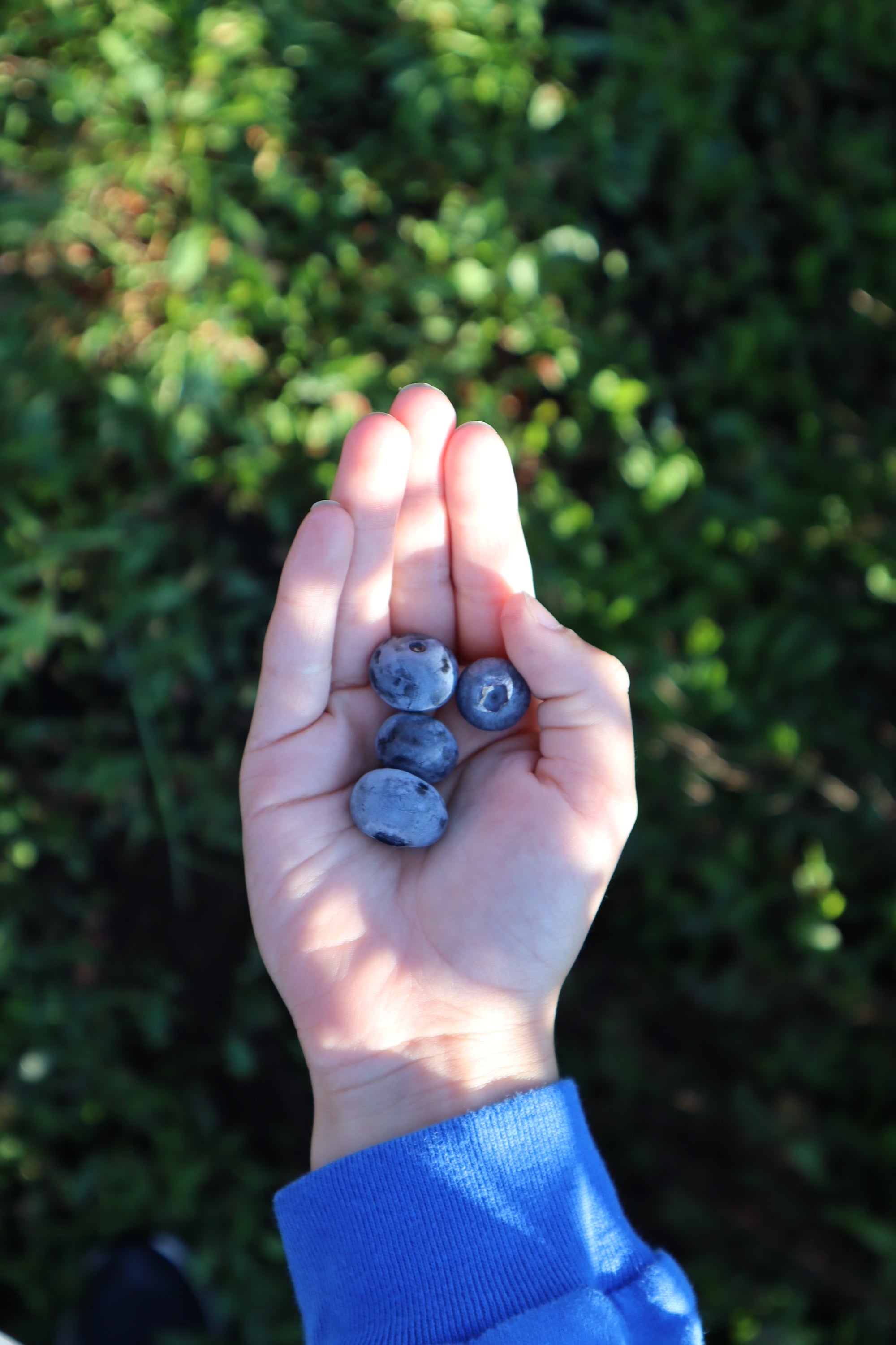 Blueberry Picking with Kids