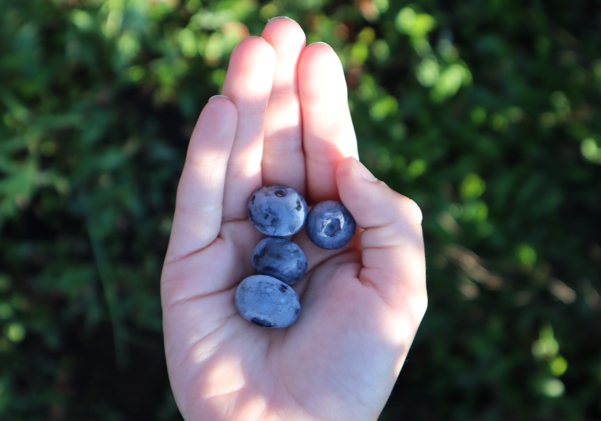 Blueberry Picking with Kids