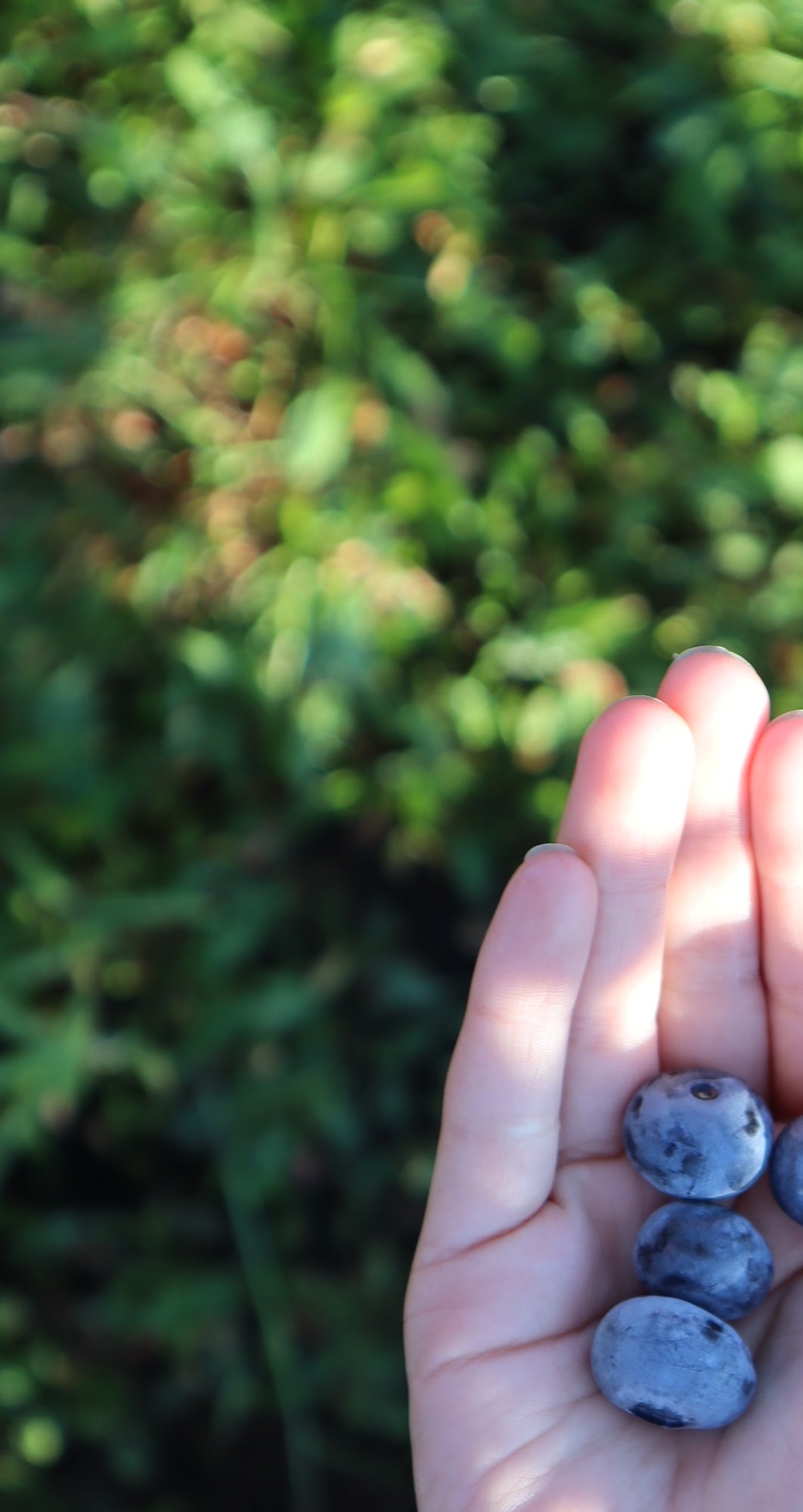 Blueberry Picking with Kids
